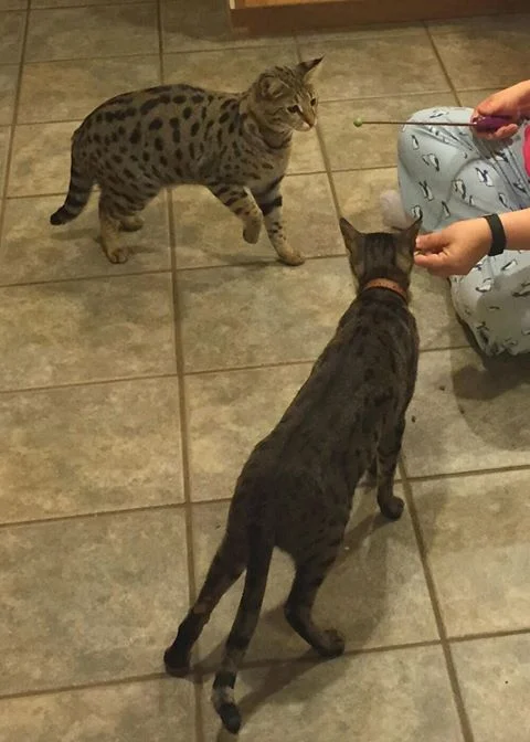 A1Savannahs Lotus F1 Female Savannah Cat