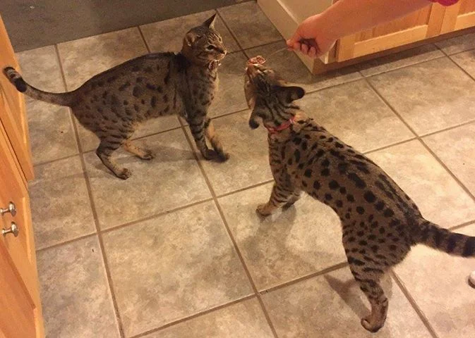 A1Savannahs Lotus F1 Female Savannah Cat