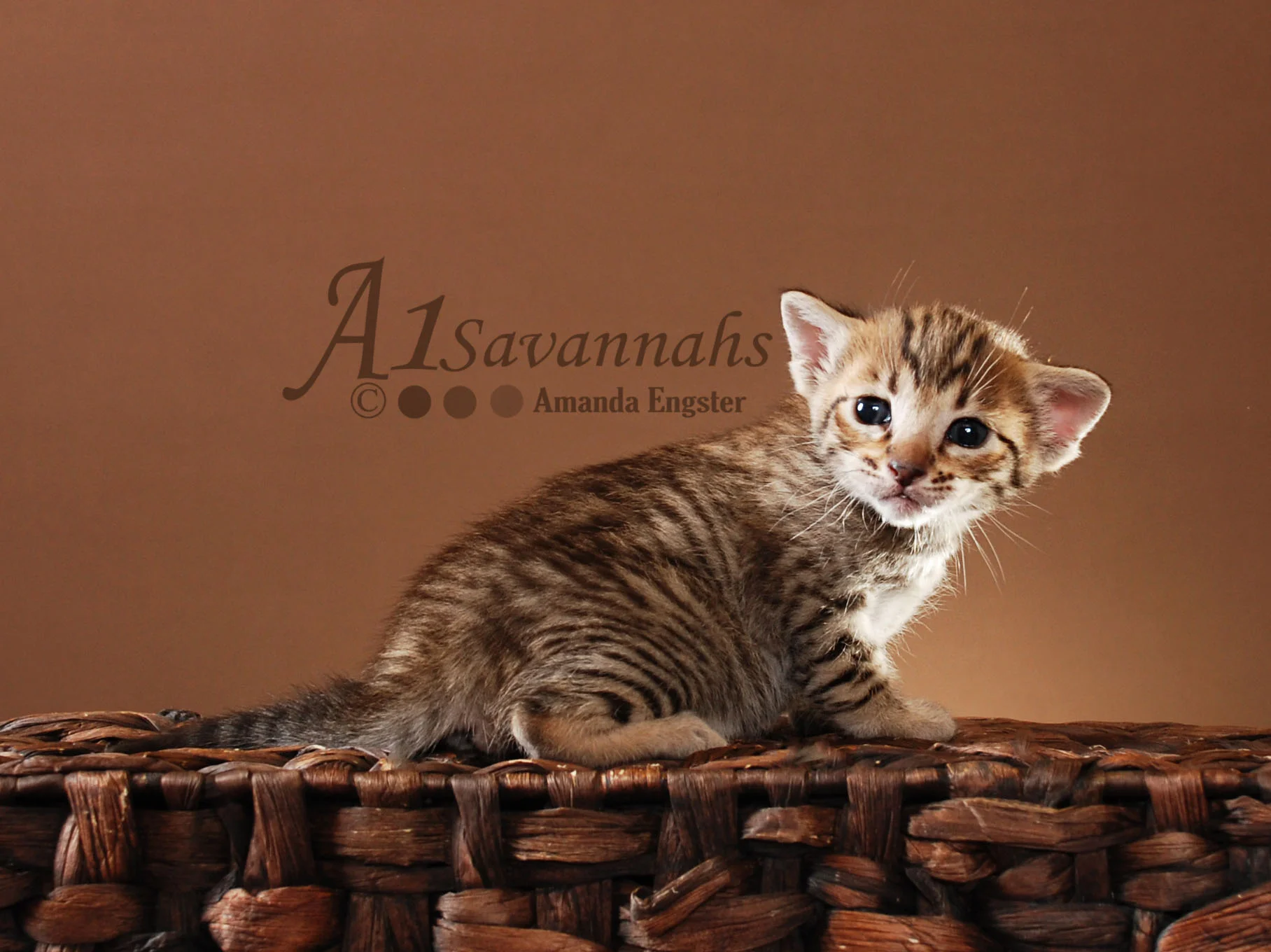A1Savannahs Layla SBT Female Savannah Kitten
