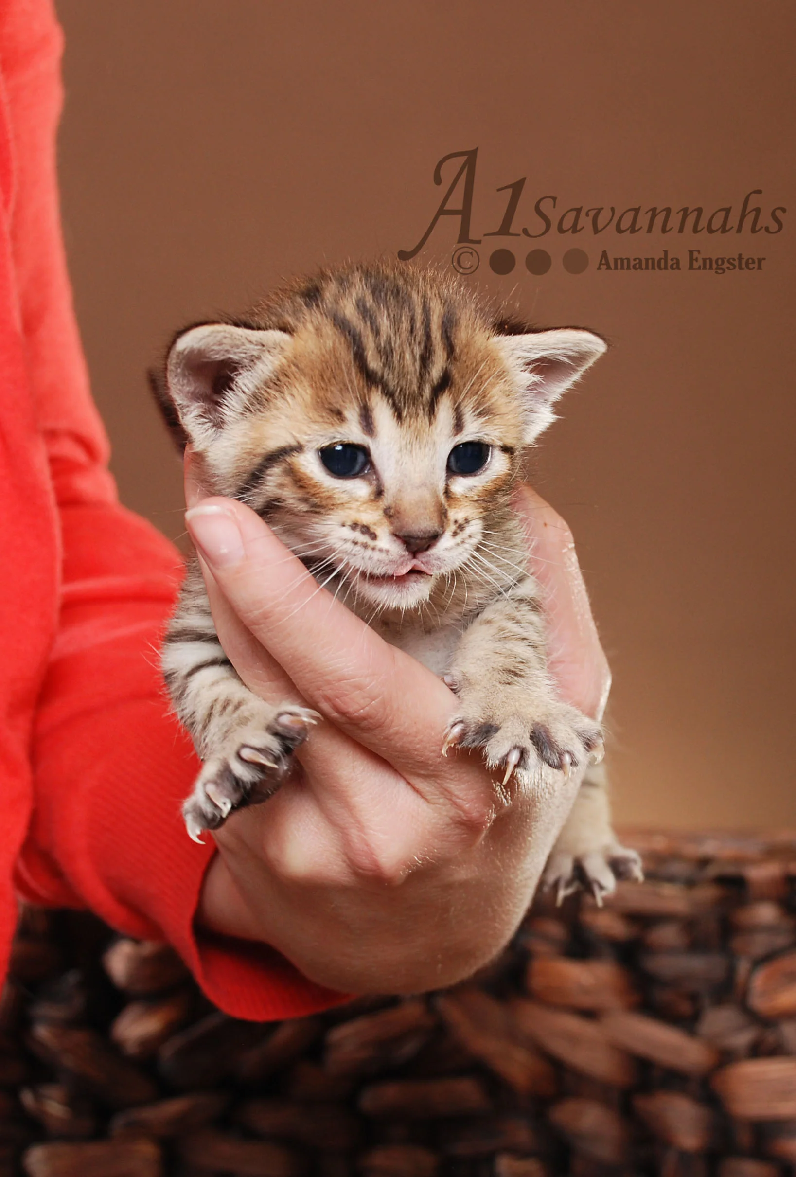 A1Savannahs Layla SBT Female Savannah Kitten