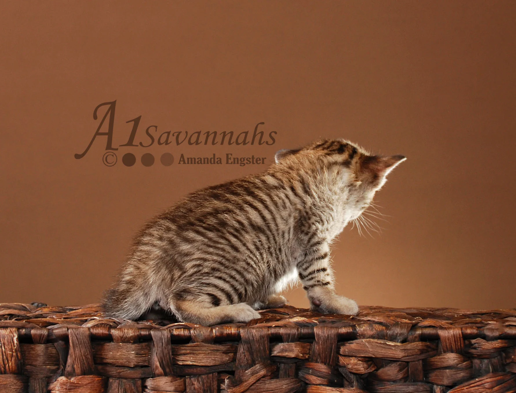 A1Savannahs Layla SBT Female Savannah Kitten