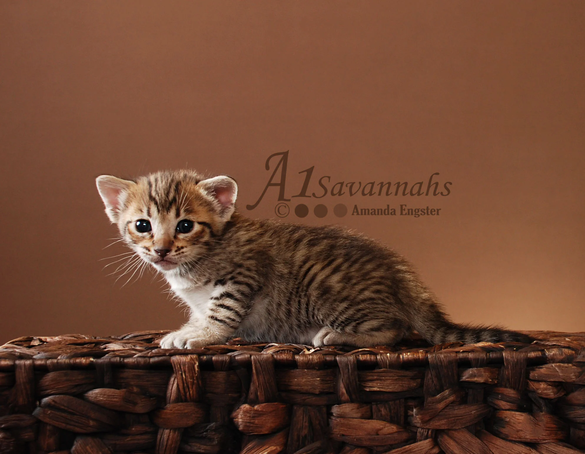 A1Savannahs Layla SBT Female Savannah Kitten