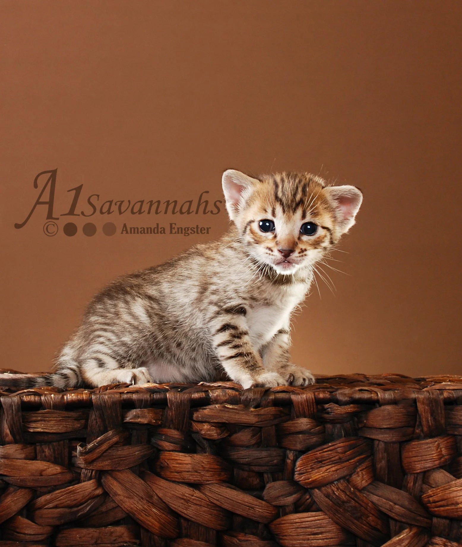 A1Savannahs Layla SBT Female Savannah Kitten