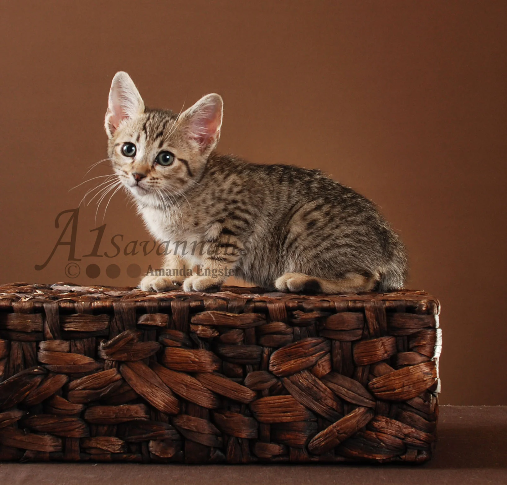 A1Savannahs Layla SBT Female Savannah Kitten
