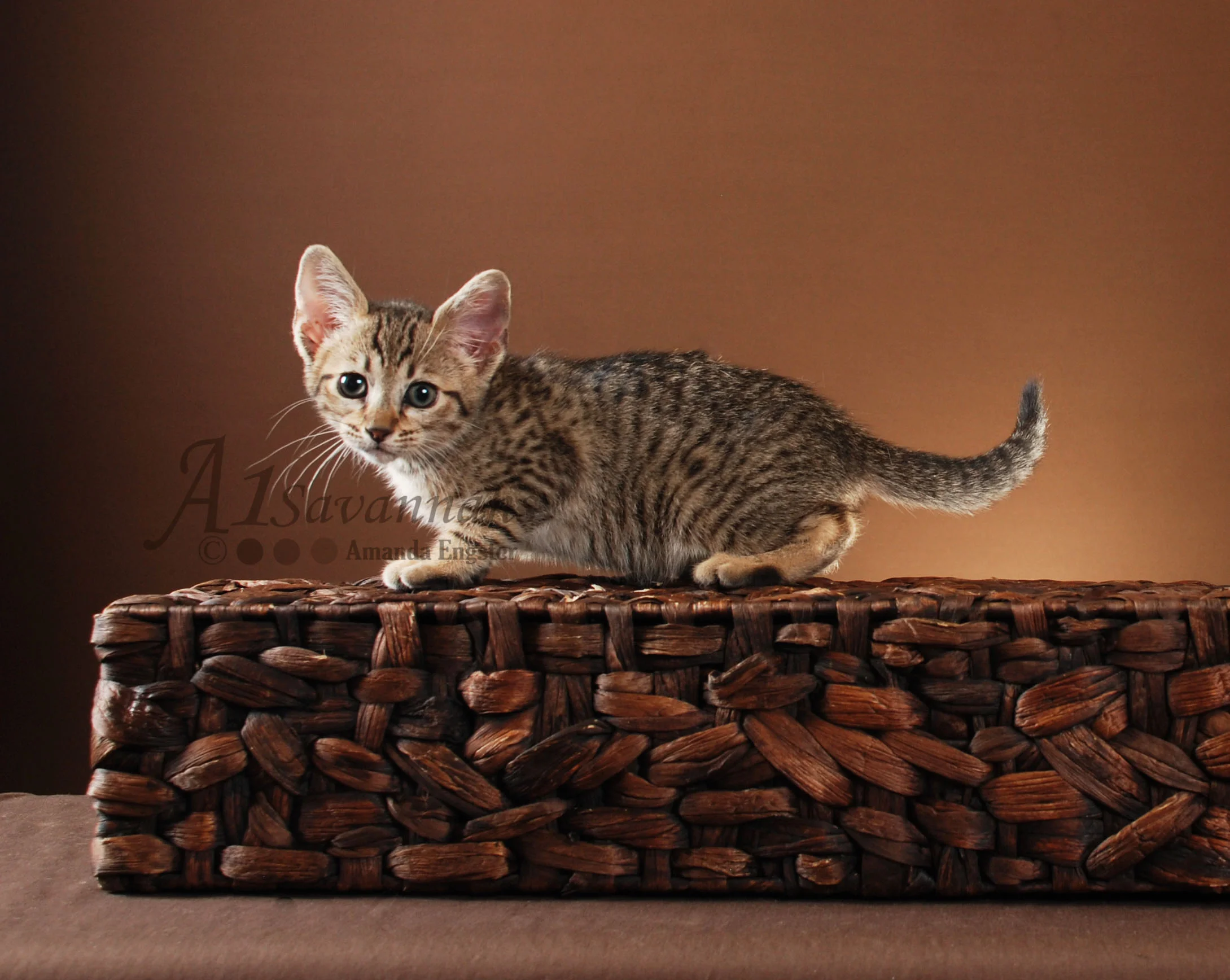 A1Savannahs Layla SBT Female Savannah Kitten