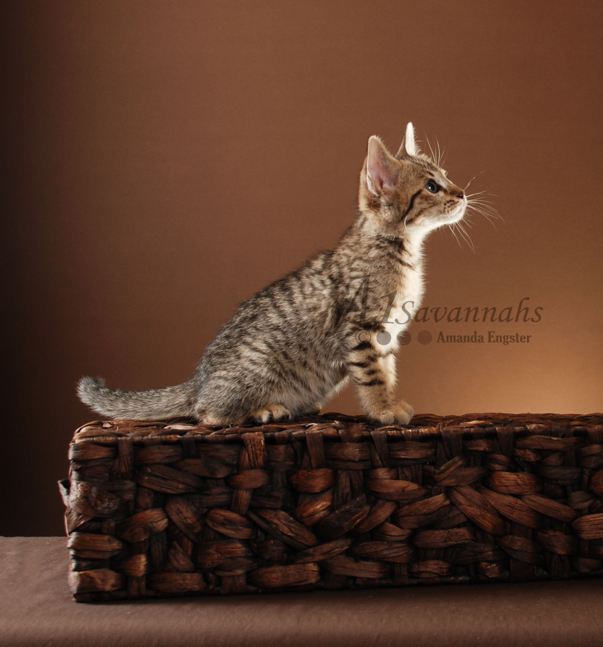 A1Savannahs Layla SBT Female Savannah Kitten