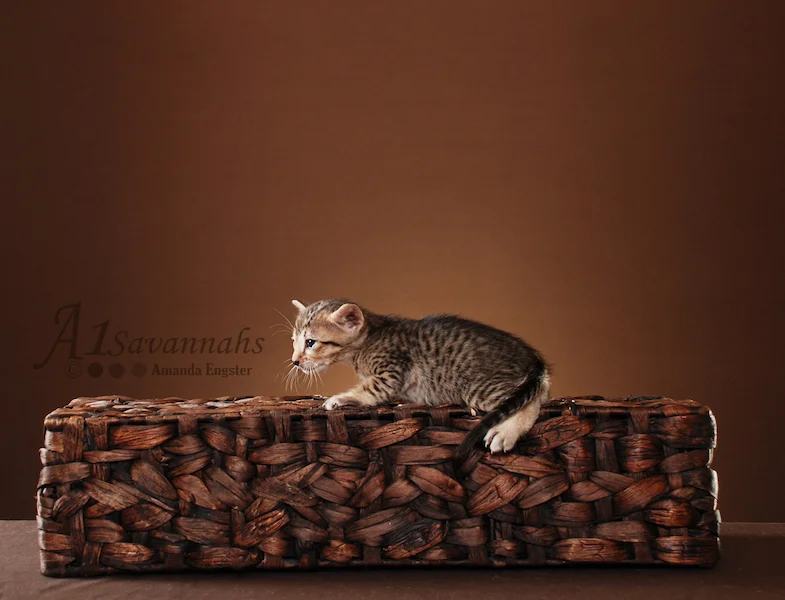 A1Savannahs Lenin SBT Female Savannah Kitten