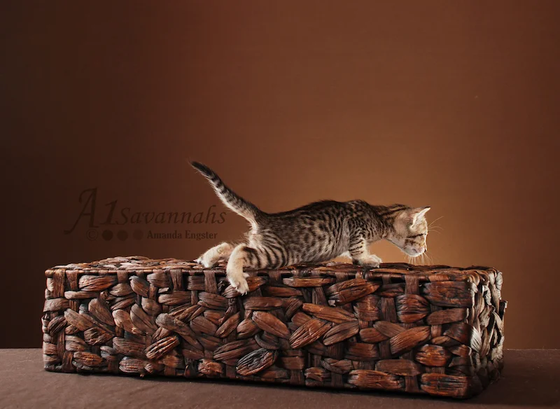 A1Savannahs Lenin SBT Female Savannah Kitten