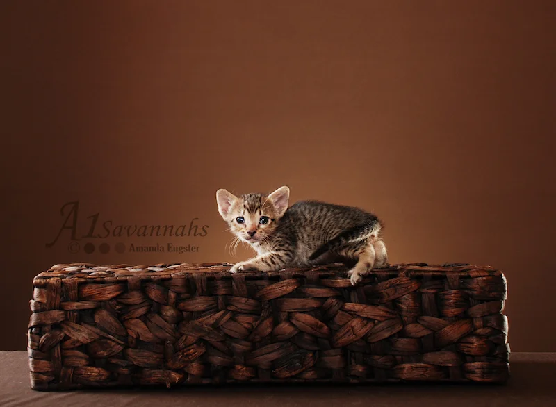 A1Savannahs Lenin SBT Female Savannah Kitten