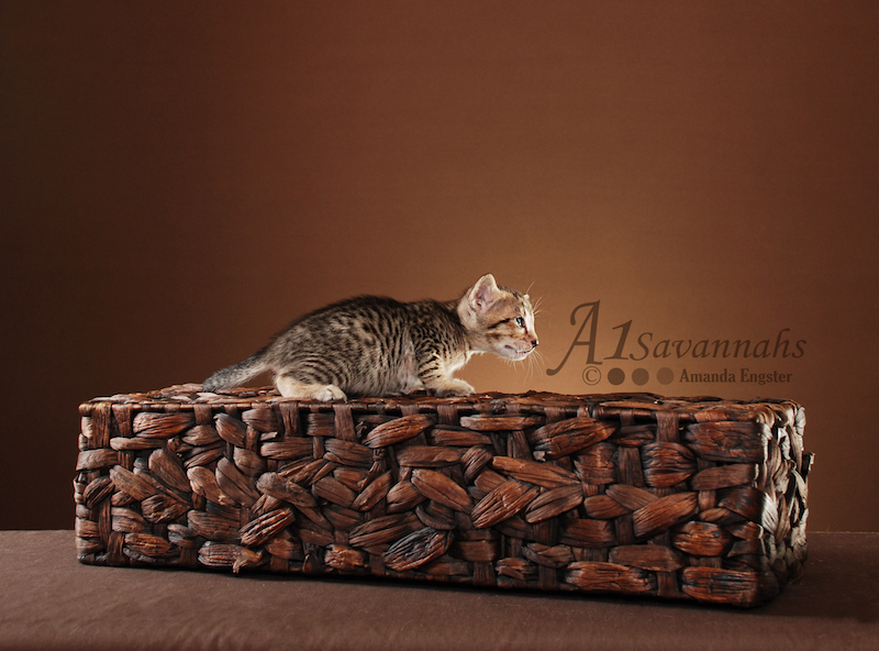 A1Savannahs Lenin SBT Female Savannah Kitten