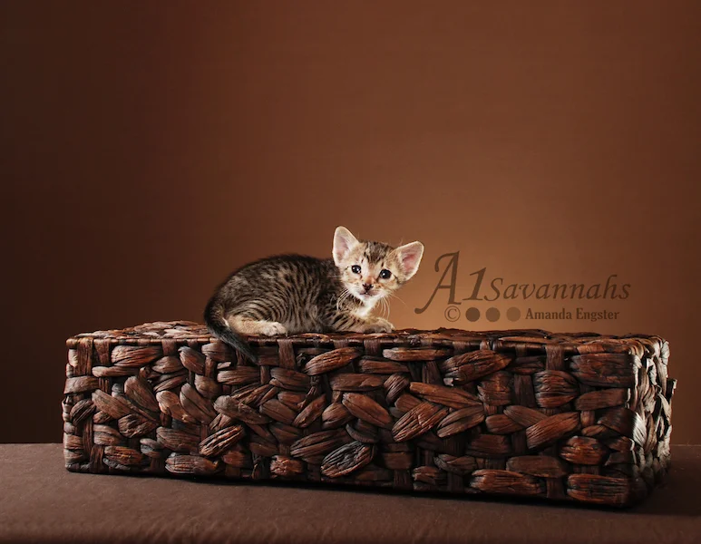 A1Savannahs Lenin SBT Female Savannah Kitten