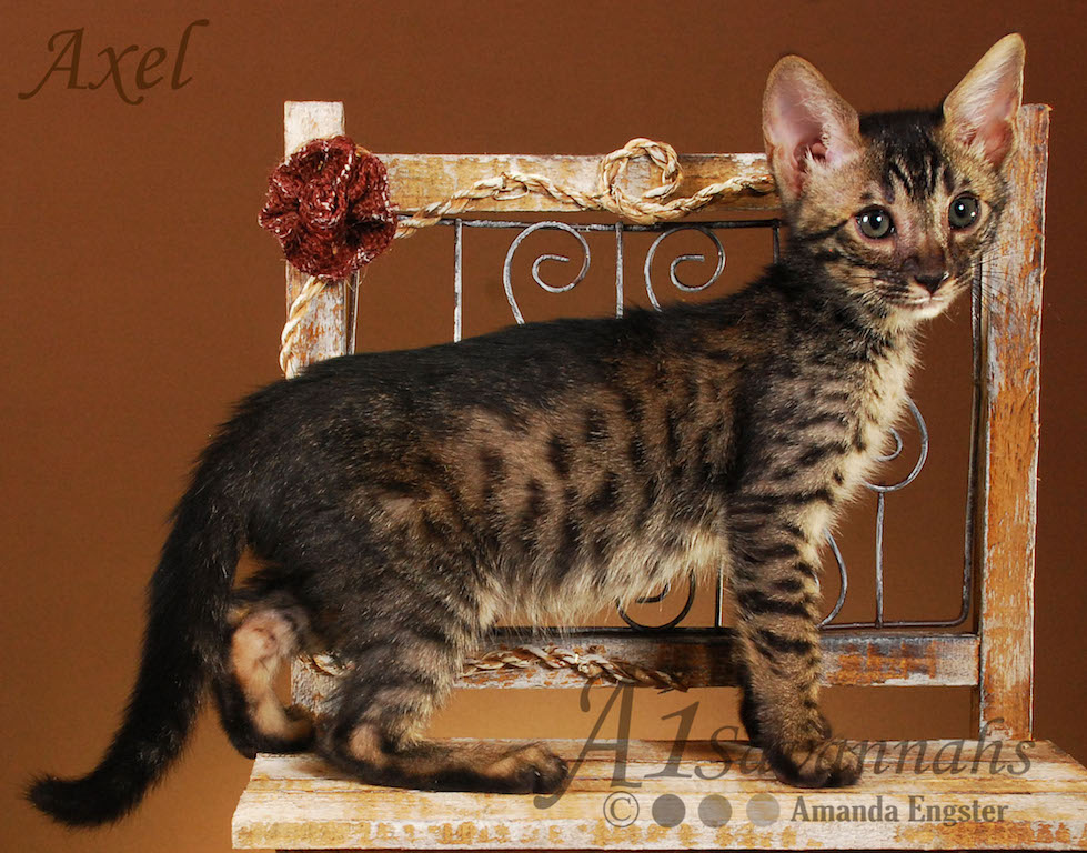 A1Savannahs Axel SBT Male Savannah Kitten