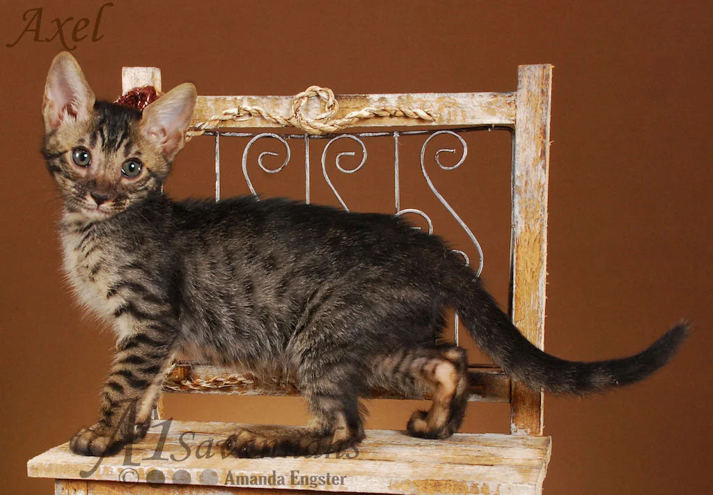 A1Savannahs Axel SBT Male Savannah Kitten