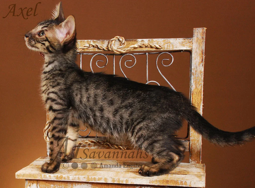 A1Savannahs Axel SBT Male Savannah Kitten