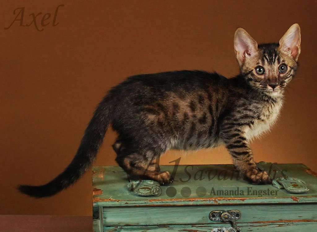 A1Savannahs Axel SBT Male Savannah Kitten