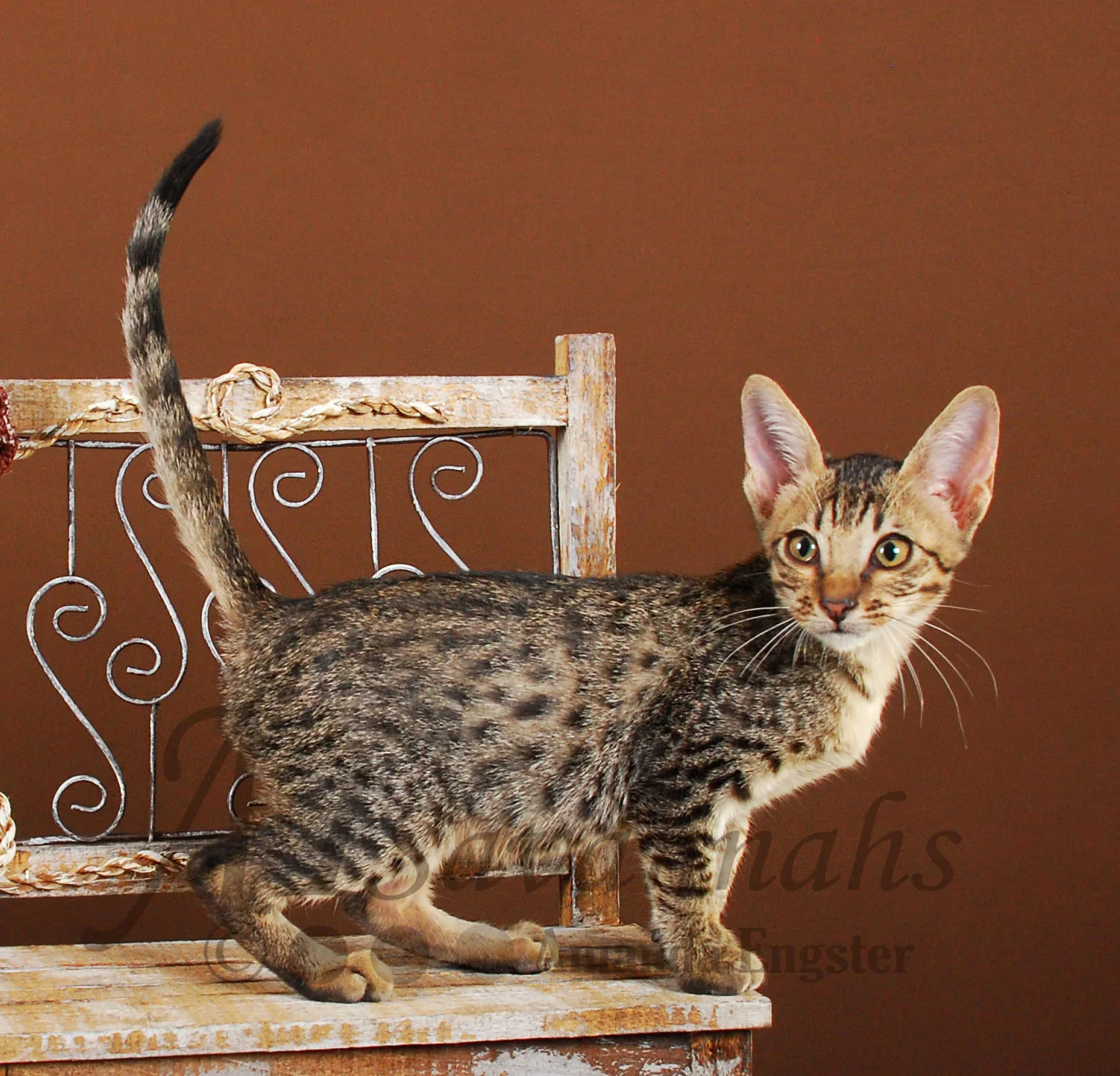 A1Savannahs Gunner F3 Male Savannah Kitten