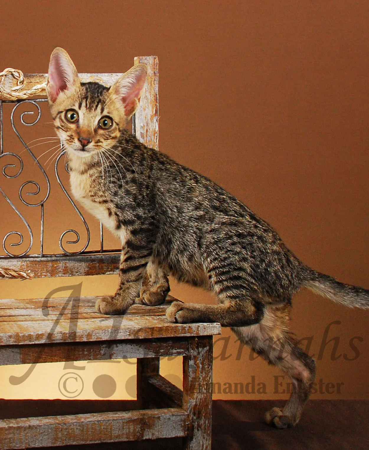 A1Savannahs Gunner F3 Male Savannah Kitten