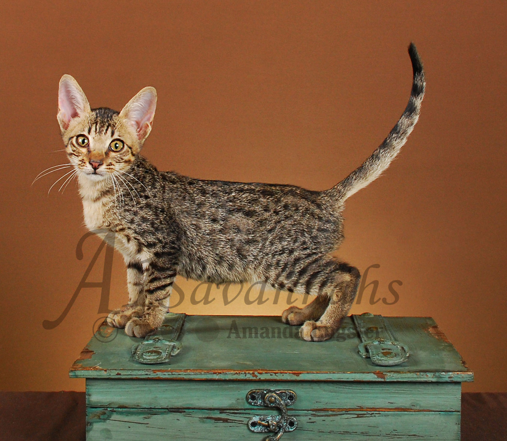 A1Savannahs Gunner F3 Male Savannah Kitten