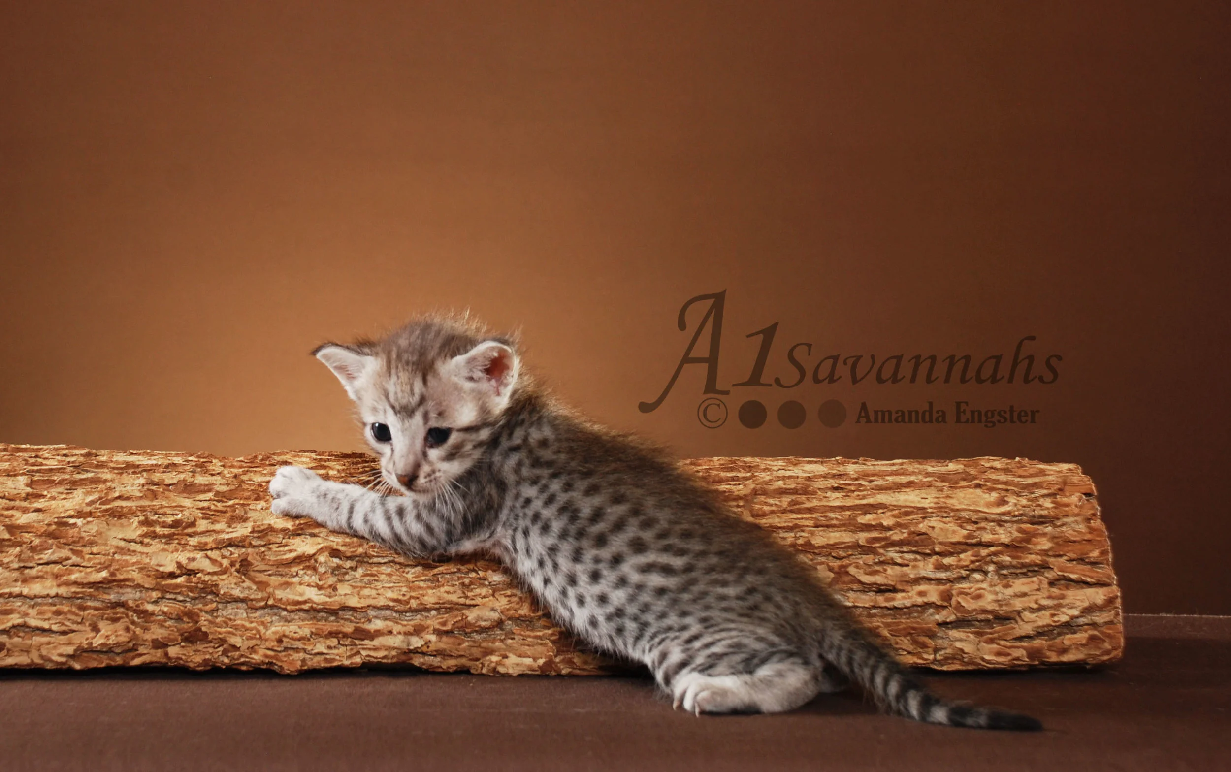 A1Savannahs Camelot F3 Male Savannah Kitten