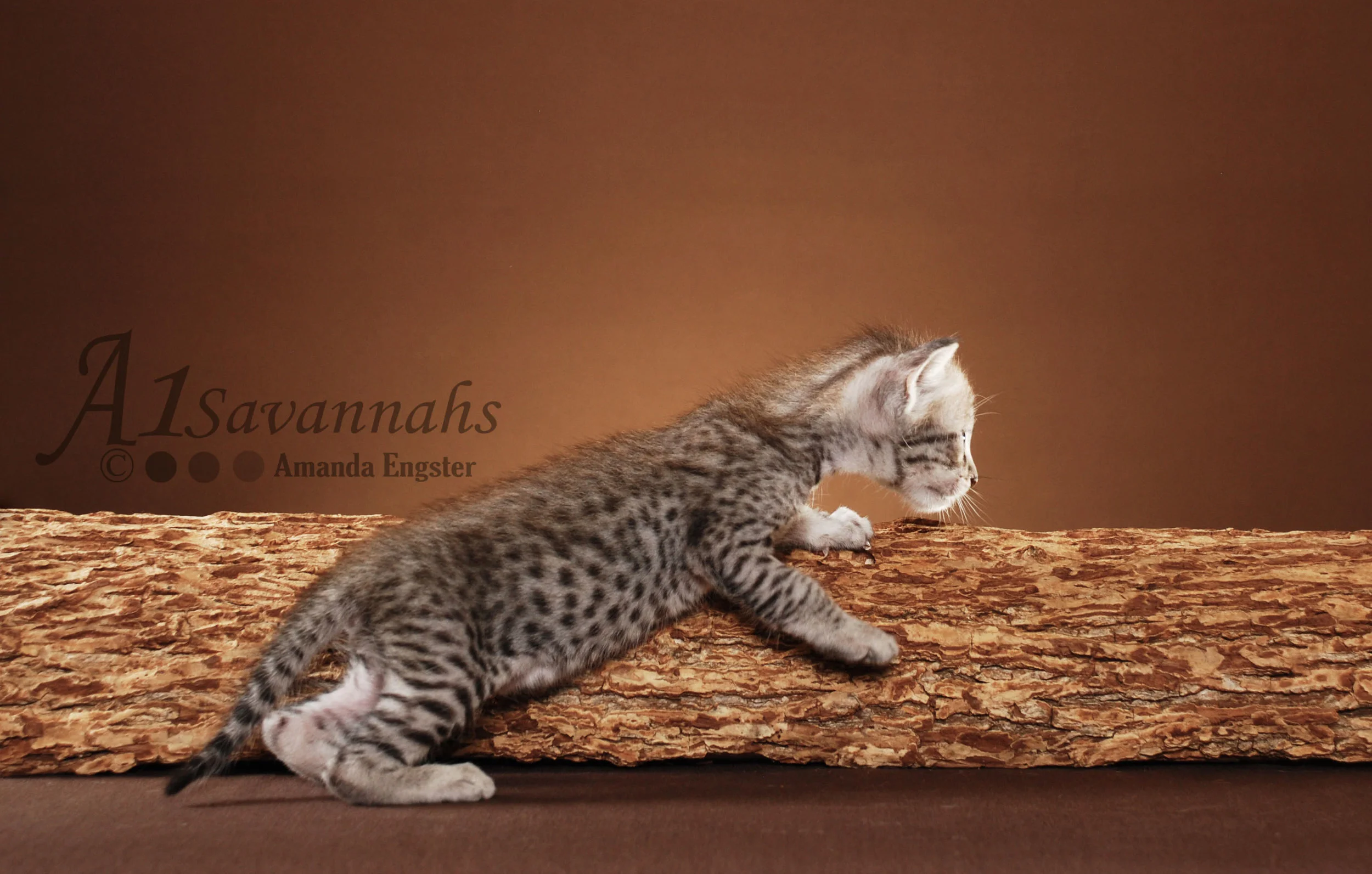 A1Savannahs Camelot F3 Male Savannah Kitten