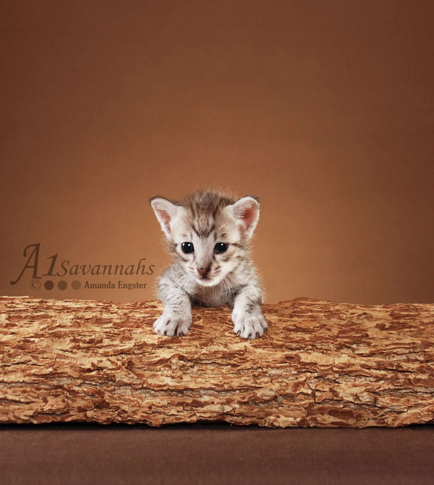 A1Savannahs Camelot F3 Male Savannah Kitten