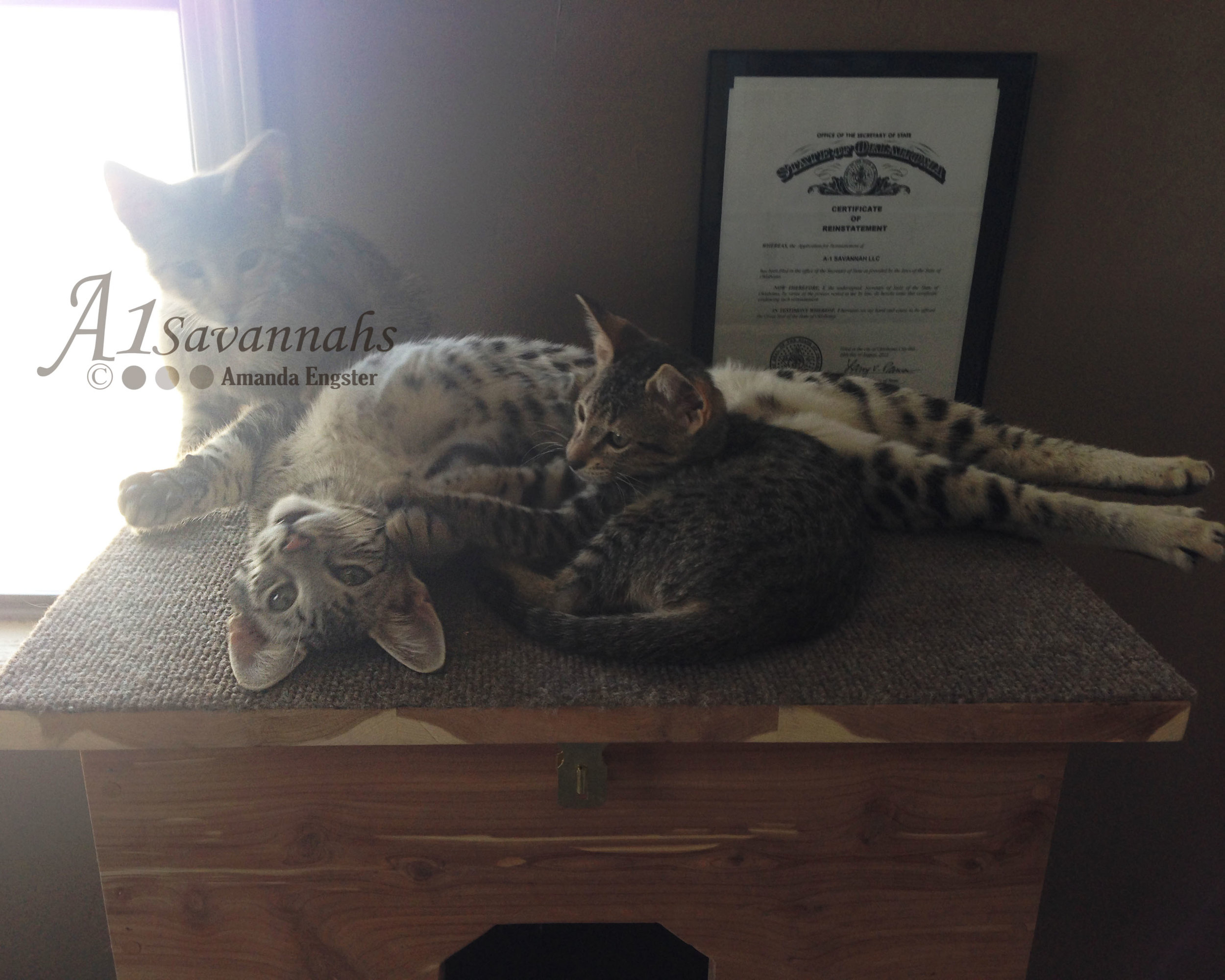 A1Savannahs Camelot F3 Male Savannah Kitten