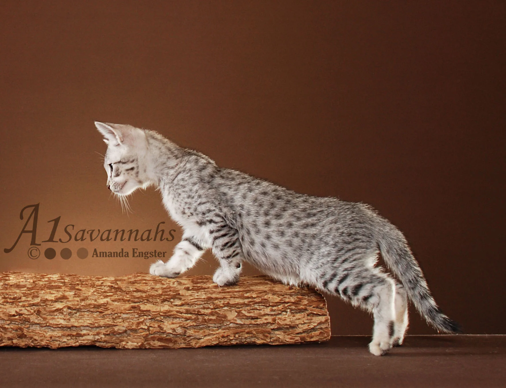 A1Savannahs Camelot F3 Male Savannah Kitten