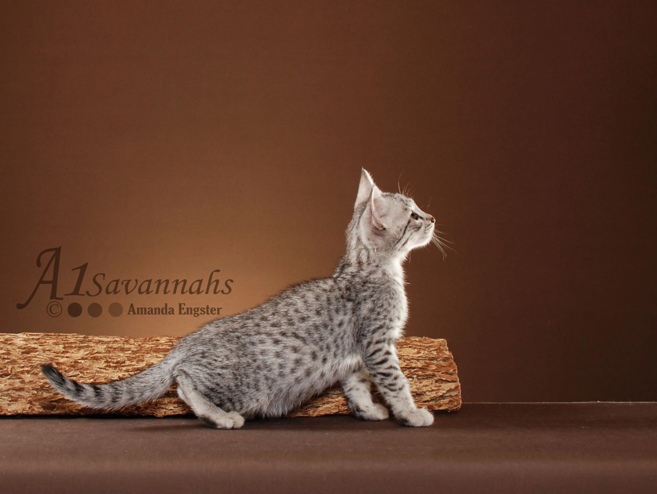 A1Savannahs Camelot F3 Male Savannah Kitten