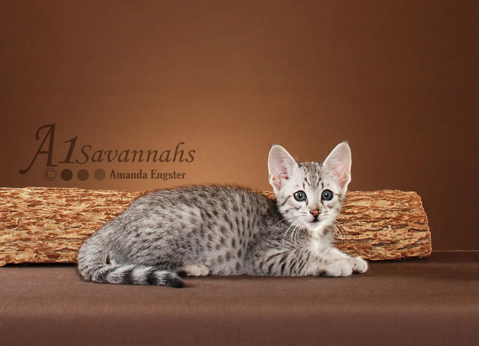 A1Savannahs Camelot F3 Male Savannah Kitten