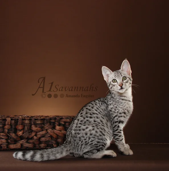 A1Savannahs Camelot F3 Male Savannah Kitten