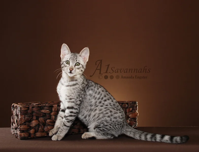 A1Savannahs Camelot F3 Male Savannah Kitten
