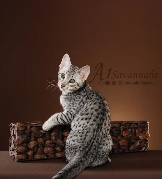 A1Savannahs Camelot F3 Male Savannah Kitten