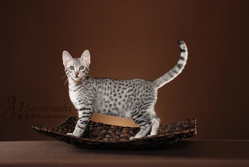 A1Savannahs Camelot F3 Male Savannah Kitten