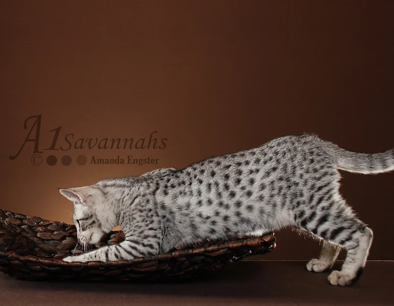 A1Savannahs Camelot F3 Male Savannah Kitten