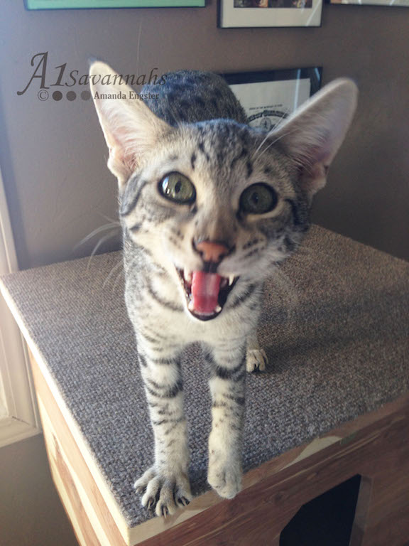 A1Savannahs Camelot F3 Male Savannah Kitten