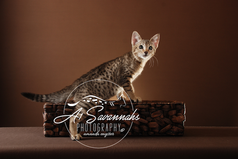 A1Savannahs Lenin SBT Female Savannah Kitten
