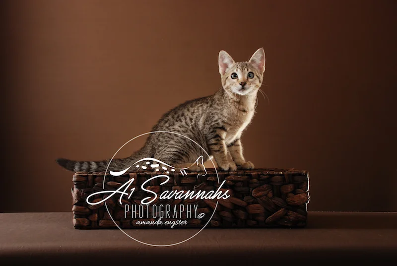 A1Savannahs Lenin SBT Female Savannah Kitten