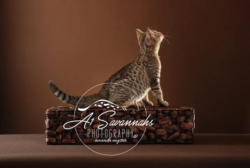 A1Savannahs Lenin SBT Female Savannah Kitten