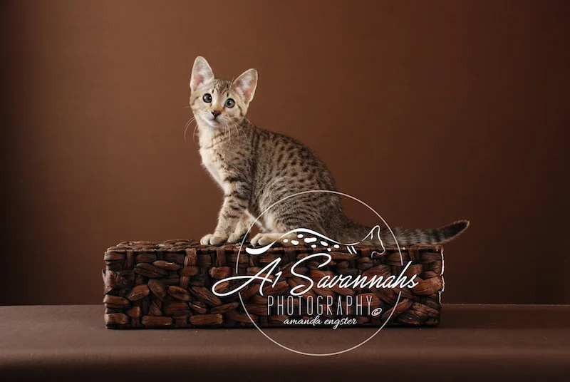 A1Savannahs Lenin SBT Female Savannah Kitten
