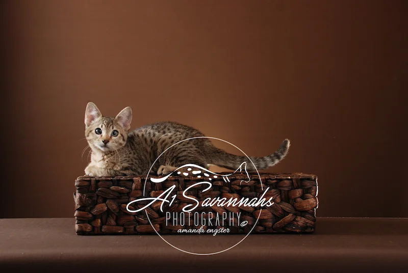 A1Savannahs Lenin SBT Female Savannah Kitten