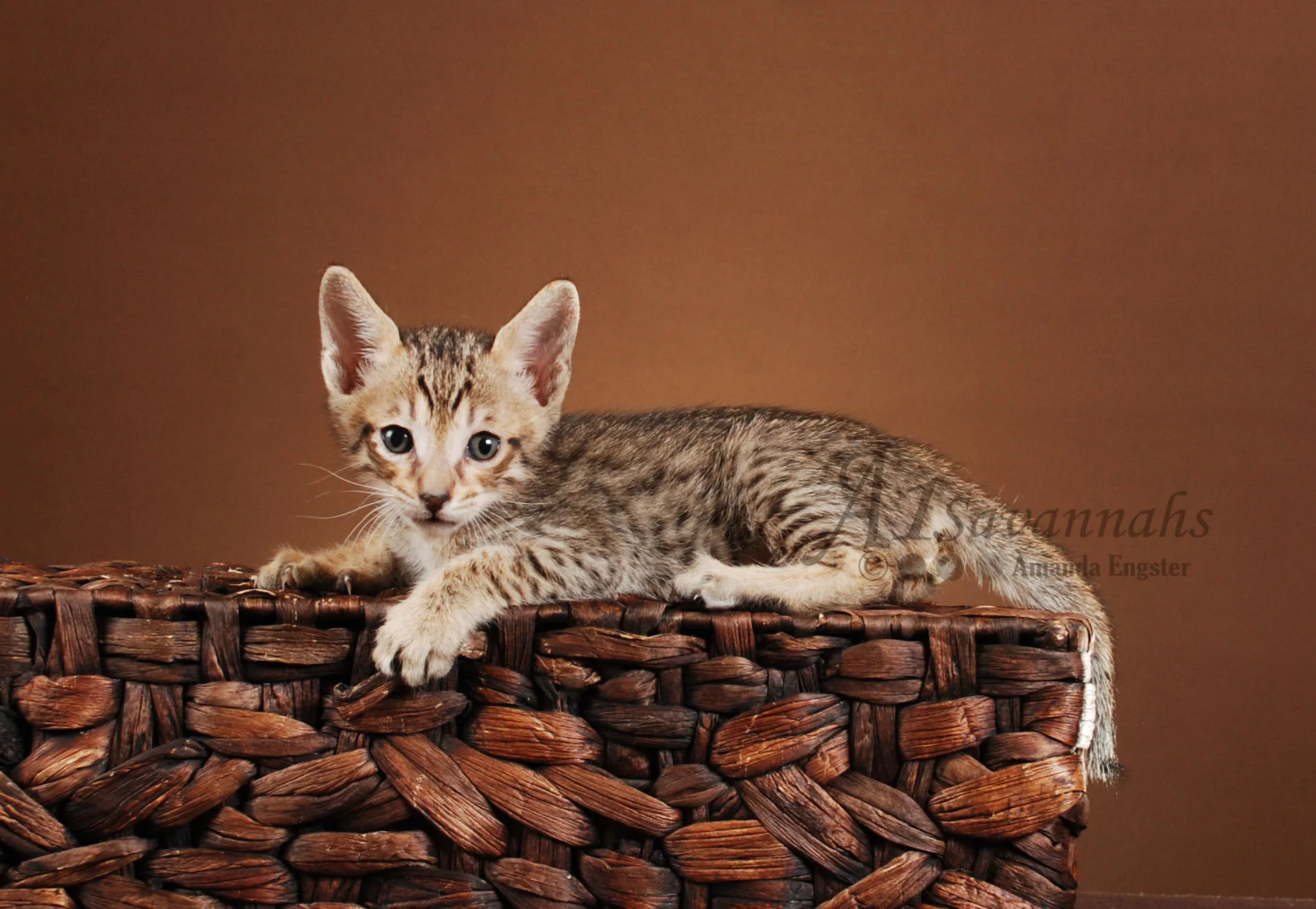 A1Savannahs Andre F5 Male Savannah Kitten