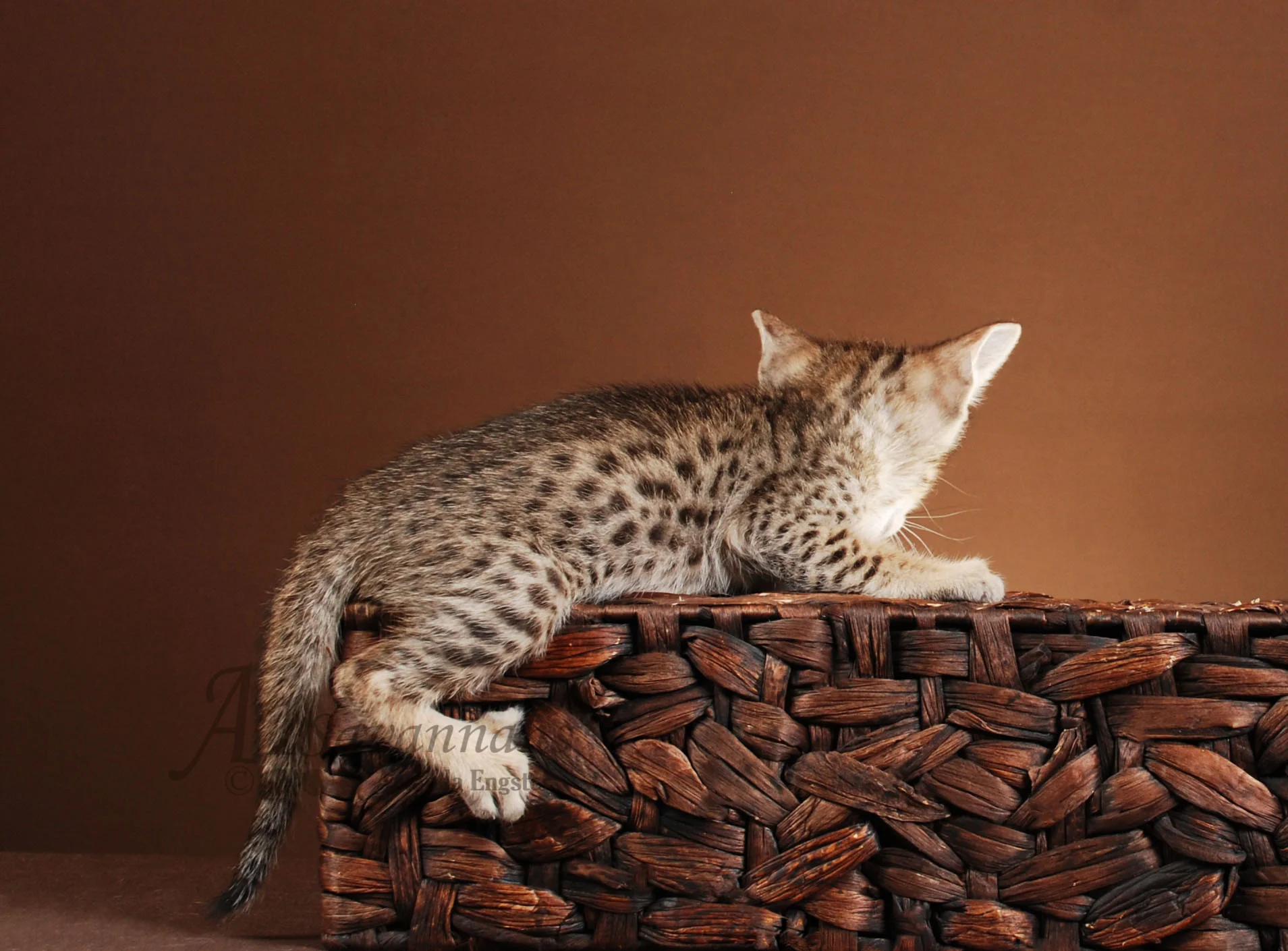 A1Savannahs Andre F5 Male Savannah Kitten