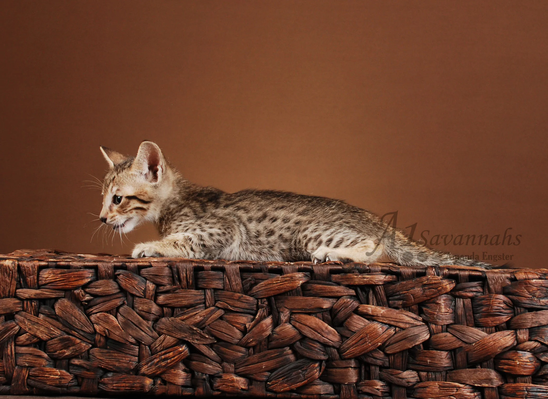 A1Savannahs Andre F5 Male Savannah Kitten