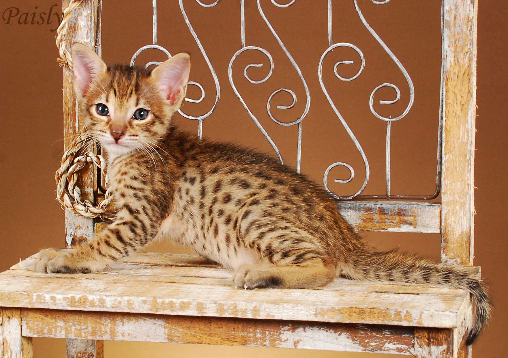 A1Savannahs Paisly SBT Female Savannah Kitten