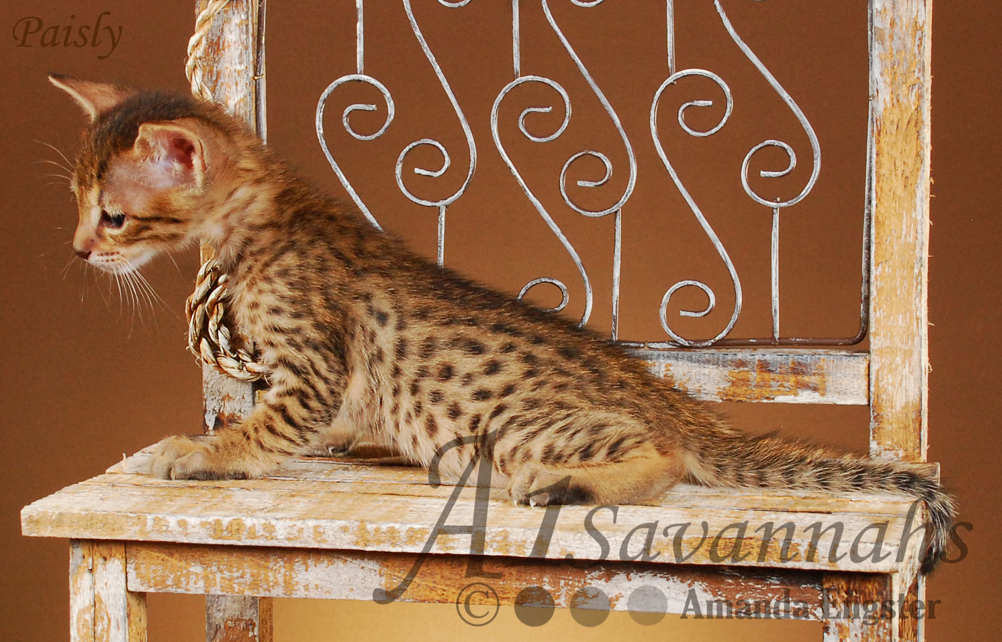 A1Savannahs Paisly SBT Female Savannah Kitten