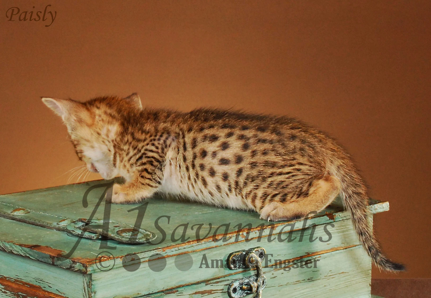 A1Savannahs Paisly SBT Female Savannah Kitten