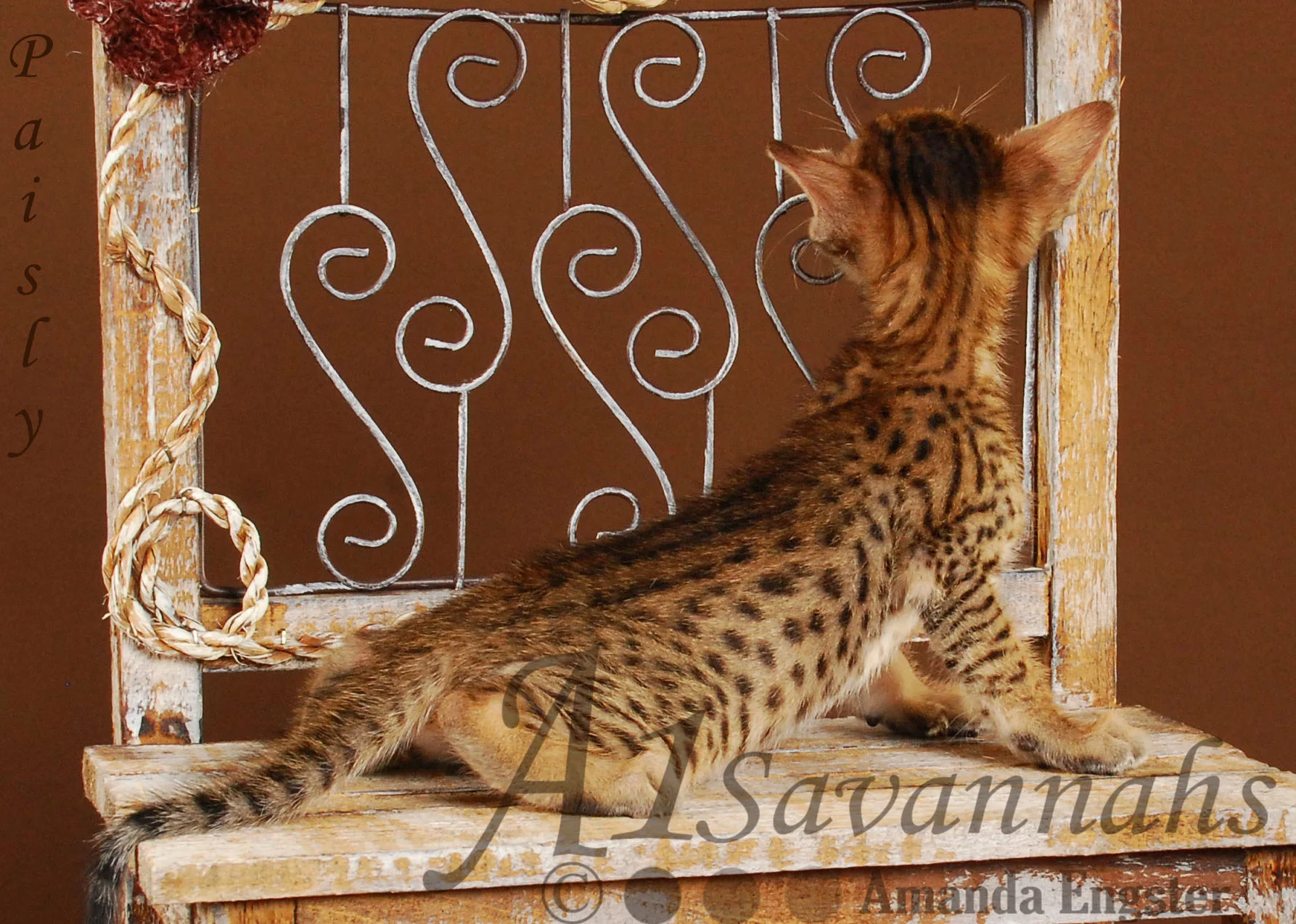 A1Savannahs Paisly SBT Female Savannah Kitten