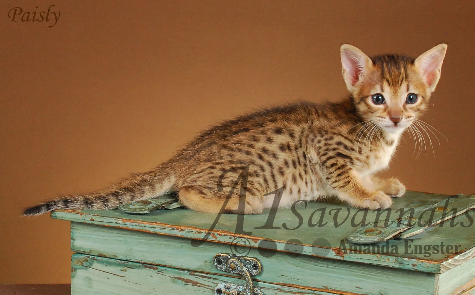 A1Savannahs Paisly SBT Female Savannah Kitten