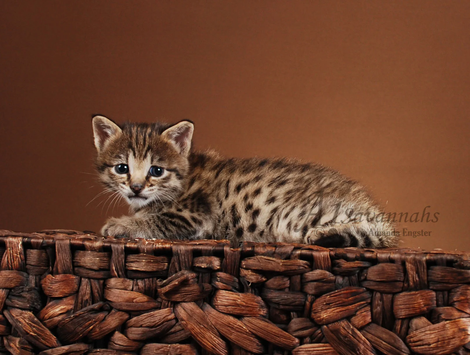 A1Savannahs Danika F2 Female Savannah Kitten