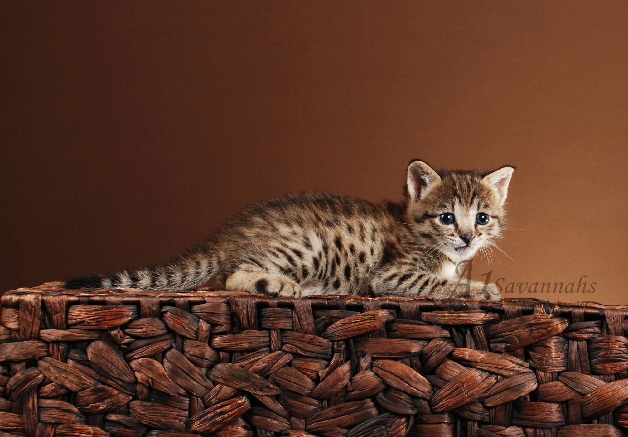 A1Savannahs Danika F2 Female Savannah Kitten